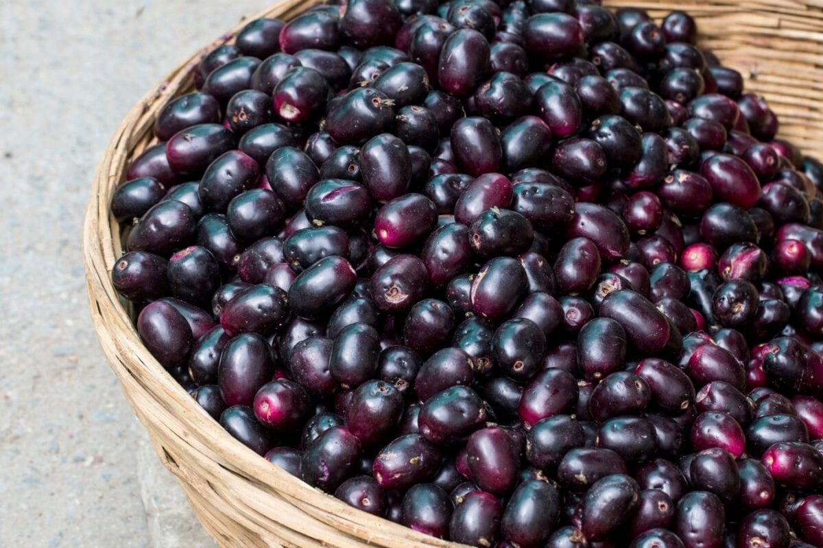 Jamun : जांभळासोबत हे पदार्थ खाण्याची चूक करू नका; आरोग्यावर होऊ शकतो विपरीत परिणाम