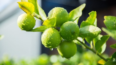 Grow Juicy Lemon Trees at Home: Skip Nursery Costs with This Simple Monsoon Trick!