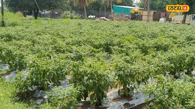 From 15K to 2 Lakh: Shreyas Thobale's Chili Farming Success Story