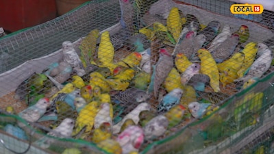 २८२ दुर्मिळ पक्ष्यांची तस्करी PETA मुळे उघड