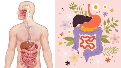 A Strong Digestive System Is Essential For Good Health