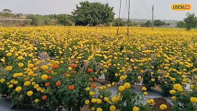 Beed Farmer Defies Drought to Earn 8 Lakhs Through Smart Crop Planning
