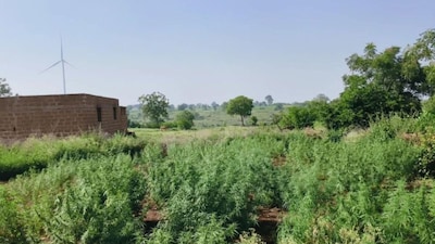 मराठवाड्यातील अनेक जिल्ह्यांमध्ये पाण्याची पातळी कमालीची खालावली आहे. त्यामुळे हातातोंडाशी आलेली पिकं वाळून गेली आहे. पण, धाराशिवमधील उमरगा तालुक्यात एक वेगळाच प्रकार समोर आला आहे. या ठिकाणी एका शेतात हिरवी गार झाडं पाहण्यास मिळाली. पोलीस जेव्हा तिथे पोहोचले, तेव्हा सगळ्यांना आश्चर्याचा धक्का बसला.