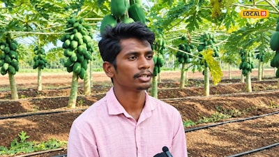 Solapur Farmer Earns 10 Lakhs Through Successful Papaya Cultivation