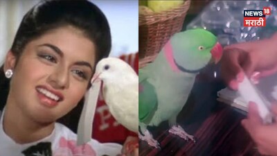 Do you know the song where a parrot delivers a love letter like Maine Pyar Kiya