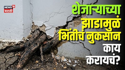 घराला घासूनच शेजाऱ्याचं झाड, भिंतीत घुसतयात मुळं, सांगूनही कापत नाहीय! काय करायचं?