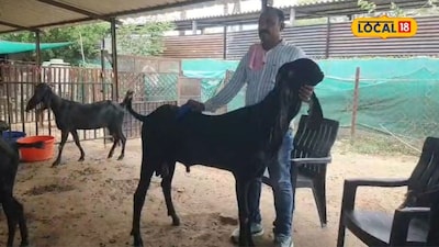 Stall-Fed Goat Farming Success: 50 Beetal Goats Bring 30 Lakhs Annual Income