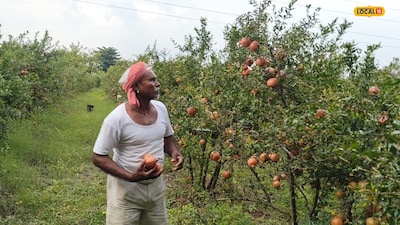 Farmer grows red gold through pomegranate farming, makes 4 lakh rupees profit