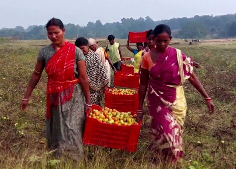ବିଲାତି ଚାଷ ମହିଳାମାନଙ୍କୁ ଆର୍ଥିକ ରୂପେ ସ୍ୱାବଲମ୍ବୀ କରିଛି ।