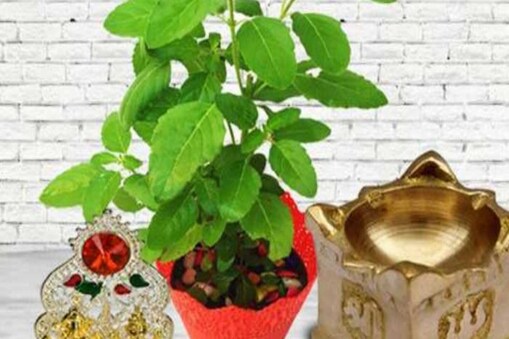 ତୁଳସୀ ଚାରିପାଖରେ ଏହି ଜିନିଷ ରଖନ୍ତୁ ନାହିଁ (ପ୍ରତୀକାତ୍ମକ ଛବି)