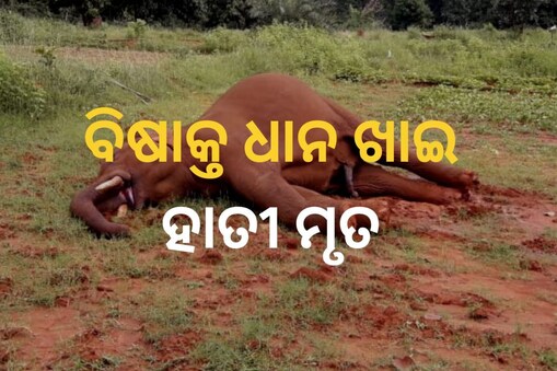 କୀଟନାଶକ ପ୍ରୟୋଗ ହୋଇଥିବା ଧାନ ଖାଇ ଦୁଇ ହାତୀ ମୃତ୍ୟୁ (ପ୍ରତୀକାତ୍ମକ ଛବି)