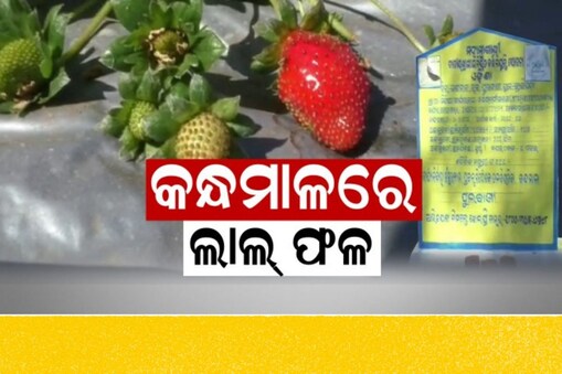 ୬ଟି ବ୍ଲକରେ ଚାଲିଛି ଷ୍ଟ୍ରବେରୀ ଚାଷ