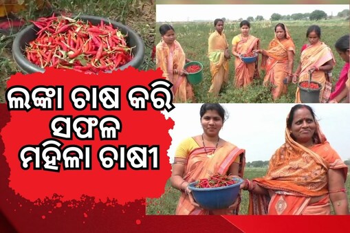 ମିଶନ ଶକ୍ତି ଦେଖାଇଛି ରୋଜଗାରର ବାଟ: ଲଙ୍କା ଚାଷ କରି ଲକ୍ଷ ଲକ୍ଷ ଟଙ୍କା ରୋଜଗାର !