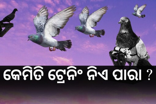 spy pigeon: କେମିତି ତାଲିମ ନିଏ ପାରା ?