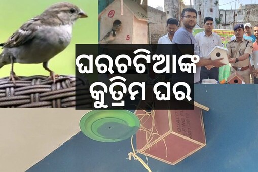 ବିଶ୍ୱ ଘରଚଟିଆ ଦିବସ: ଘରଚଟିଆଙ୍କ ଘର ଓ ଖାଦ୍ୟ ପାଇଁ ନିଆରା ପ୍ରୟାସ