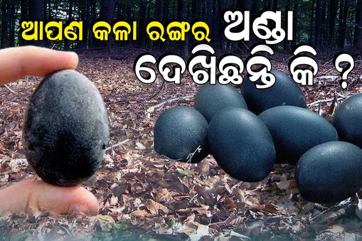 Ajab Gajab : ମିଳୁଛି କଳା ରଙ୍ଗର ଅଣ୍ତା; ଖାଇଲେ ବଢିଯିବ ଆପଣଙ୍କ ବୟସ !