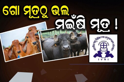 ଗୋ ମୂତ୍ରଠୁ ଯଥେଷ୍ଟ ଭଲ ହେଉଛି ମଇଁଷି ମୂତ୍ର