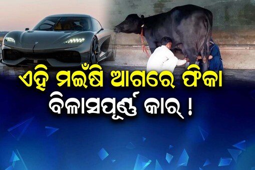 ବିଳାସପୂର୍ଣ୍ଣ କାରଠାରୁ ବି ମହଙ୍ଗା ଏହି ତିନୋଟି ମଇଁଷି: ଦର ଶୁଣିଲେ ହେବେ ଆଶ୍ଚର୍ଯ୍ୟ