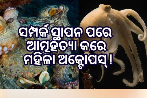 ସମ୍ପର୍କ ସ୍ଥାପନ ପରେ ଦୁଃଖ ଅନୁଭବ କରେ ମହିଳା ଅକ୍ଟୋପସ୍: ନିଜକୁ ନିର୍ଯାତନା ଦେଇ କରେ ଆତ୍ମହତ୍ୟା!