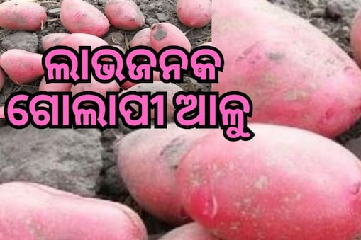 Pink potato: ଗୋଲାପୀ ଆଳୁର ବଢ଼ୁଛି ଚାହିଦା: ଚାଷ କରି ମାଲେମାଲ ଚାଷୀ