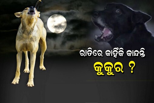 କାହିଁକି ରାତିରେ କାନ୍ଦନ୍ତି କୁକୁର