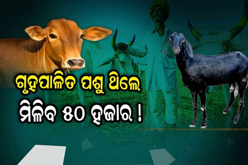 ଗୃହପାଳିତ ପଶୁ ଅଛି କି ? ମିଳିବ ୫୦ ହଜାର ପର୍ଯ୍ୟନ୍ତ ଫାଇଦା