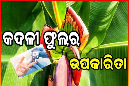 ମଧୁମେହ ରୋଗୀଙ୍କ ପାଇଁ ରାମବାଣ କଦଳୀ ଫୁଲ