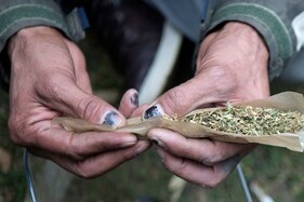 ବେଆଇନ ଗଞ୍ଜେଇ ଚାଷ ଚାଲିଛି ଶହ ଶହ ଏକରରେ, ପ୍ରଶାସନ ଜାଣି ଅଜଣା