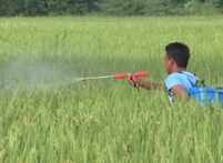 ଧାନ ଗଛ ମୂଳରେ ଲାଗିଛି ଚକଡ଼ା ପୋକ, ପତ୍ର ଖାଇ ଚାଲିଛି, ଚ଼ାଷୀ ଚି଼ନ୍ତିତ