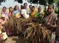 ଚା଼ଲିଗଲା ବାତ୍ୟା, ଛାଡ଼ିଗଲା କ୍ଷତ: ଘରଦ୍ବାର ହରାଇଲେ ଲୋକେ, ଉଜୁଡ଼ିଗଲା ଚାଷ