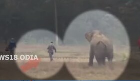 ହାତୀ ଆକ୍ରମଣ LIVE: ଉଦଳାରେ ହାତୀ ସହ ସେଲ୍ଫି  ନେବାକୁ ଚ଼େଷ୍ଟା କରି କଷ୍ଟ ପାଇଲେ ଯୁବକ