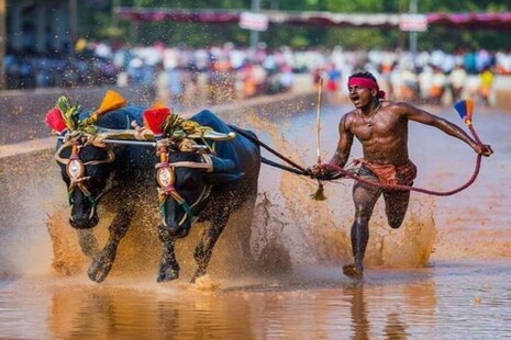 ବିଶ୍ୱର ଦ୍ରୁତତମ ଦୌଡ଼ାଳି କିଏ? ଉସାଇନ୍ ବୋଲ୍ଟ ନା କର୍ଣ୍ଣାଟକରେ ମଇଁଷି ସହ ଦୌଡ଼ୁଥିବା ଲୋକ?