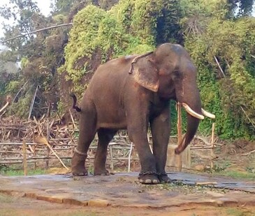 ଚ଼ନ୍ଦକା ଆସିବା ଠାରୁ ଶିକୁଳିରେ ବନ୍ଧା ହୋଇଛି ଦନ୍ତା ନରସିଂହା; ତା’ ସ୍ୱାସ୍ଥ୍ୟବସ୍ଥା ବିଗୁଡ଼ୁଛି