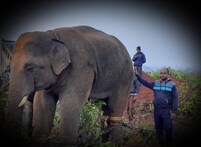 ହାତୀ ନରସିଂହା ତ ଅକାଳରେ ମଲା, ଏବେ କପିଳାସରେ ଥିବା ହାତୀର ସେହି ଦଶା ହେବ କି?