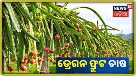 ବୈଜ୍ଞାନିକ ପଦ୍ଧତିରେ ଡ୍ରେଗନ ଫ୍ରୁଟ ଚାଷ