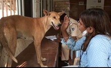 ବୁଲା କୁକୁର ସହ ଯୌନ ସମ୍ପର୍କ! ଭୁବନେଶ୍ୱରରେ ସିକ୍ୟୁରିଟି ଗାର୍ଡ଼କୁ ପୋଲିସ ଅଟକ ରଖିଲା