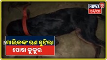 ପୋଷା କୁକୁରର ମହାନତା: ନିଜେ ମଲା, କିନ୍ତୁ ମାଲିକର ନାତି ଓ ନାତୁଣୀକୁ ବଞ୍ଚାଇଲା