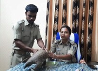 ଆଠଗଡ଼ରେ କୂଅରୁ ମିଳିଥିବା ବଜ୍ରକାପ୍ତାର ଚୋରା ଚାଲାଣ ହେଉ ନ ଥିଲା ତ? ତଦନ୍ତ ଚାଲିଛି