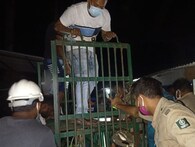 ବୁର୍ଲା ସହରରେ ପଶି ଆତଙ୍କ ସୃଷ୍ଟି କଲା ଜଙ୍ଗଲୀ ବାର୍‌ହା; ବହୁ କଷ୍ଟରେ କାବୁ କରାଗଲା