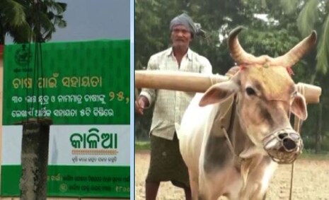 କାଳିଆ ସହାୟତା ପାଇଥିବା ଅଯୋଗ୍ୟ ହିତାଧିକାରୀମାନଙ୍କୁ ଫେରାଇବାକୁ ହେବ ଟଙ୍କା; ମାସେ ସମୟ