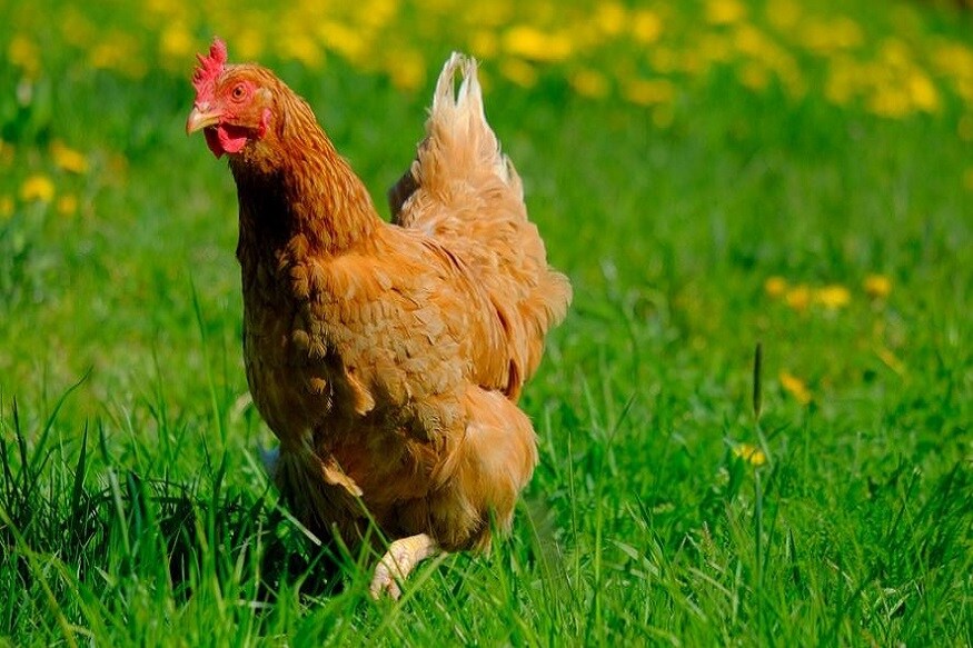 H5N1 ଓ କରୋନା ଭାଇରସ୍ ଦୁଇଟି ଭିନ୍ନ ସଂକ୍ରମଣ । H5N1 ଭାଇରସ୍ ଜଣେ ବ୍ୟକ୍ତିଙ୍କ ଠାରୁ ଅନ୍ୟ ଜଣଙ୍କୁ ବ୍ୟାପେ ନାହିଁ, କିନ୍ତୁ କରୋନା ଭାଇରସ୍ ସଂକ୍ରମିତ ବ୍ୟକ୍ତିଙ୍କ ସଂସ୍ପର୍ଶରେ ଆସୁଥିବା ଲୋକଙ୍କୁ ବ୍ୟାପିଥାଏ । ମଣିଷମାନଙ୍କ ମଧ୍ୟରେ ଇନ୍ଫ୍ଲୁଏଞ୍ଜା-ଏ ଭାଇରସର ଉପପ୍ରକାର (sub-type) H5N1 ର ଚିକିତ୍ସା ଆଣ୍ଟି-ଭାଇରାଲ୍ ଔଷଧ ଦ୍ୱାରା ହୋଇପାରୁଛି । ବିଶ୍ୱ ସ୍ୱାସ୍ଥ୍ୟ ସଂଗଠନ (WHO) ଅନୁଯାୟୀ କରୋନା ଭାଇରସ୍ ସଂକ୍ରମଣ ବର୍ତ୍ତମାନ ପର୍ଯ୍ୟନ୍ତ କୌଣସି ପ୍ରାଣୀ ଠାରୁ ମଣିଷକୁ ବ୍ୟାପିଥିବାର କୌଣସି ପ୍ରମାଣ ମିଳିନାହିଁ । ଆପଣ ମାଂସ, ମାଛ, ଅଣ୍ଡା ଓ କ୍ଷୀରକୁ ସୁରକ୍ଷିତ ଭାବରେ ଖାଇ ପାରିବେ । ତେଣୁ ଭାଇରାଲ୍ ମେସେଜରେ ବ୍ରଏଲର ଚିକେନରେ କୋଭିଡ-୧୯ ମିଳୁଥିବା ଦାବି ମିଥ୍ୟା । H5N1 ଓ କରୋନା ଭାଇରସ୍ ଦୁଇଟି ଭିନ୍ନ ସଂକ୍ରମଣ । H5N1 ଭାଇରସ୍ ଜଣେ ବ୍ୟକ୍ତିଙ୍କ ଠାରୁ ଅନ୍ୟ ଜଣଙ୍କୁ ବ୍ୟାପେ ନାହିଁ, କିନ୍ତୁ କରୋନା ଭାଇରସ୍ ସଂକ୍ରମିତ ବ୍ୟକ୍ତିଙ୍କ ସଂସ୍ପର୍ଶରେ ଆସୁଥିବା ଲୋକଙ୍କୁ ବ୍ୟାପିଥାଏ । ମଣିଷମାନଙ୍କ ମଧ୍ୟରେ ଇନ୍ଫ୍ଲୁଏଞ୍ଜା-ଏ ଭାଇରସର ଉପପ୍ରକାର (sub-type) H5N1 ର ଚିକିତ୍ସା ଆଣ୍ଟି-ଭାଇରାଲ୍ ଔଷଧ ଦ୍ୱାରା ହୋଇପାରୁଛି । ବିଶ୍ୱ ସ୍ୱାସ୍ଥ୍ୟ ସଂଗଠନ (WHO) ଅନୁଯାୟୀ କରୋନା ଭାଇରସ୍ ସଂକ୍ରମଣ ବର୍ତ୍ତମାନ ପର୍ଯ୍ୟନ୍ତ କୌଣସି ପ୍ରାଣୀ ଠାରୁ ମଣିଷକୁ ବ୍ୟାପିଥିବାର କୌଣସି ପ୍ରମାଣ ମିଳିନାହିଁ । ଆପଣ ମାଂସ, ମାଛ, ଅଣ୍ଡା ଓ କ୍ଷୀରକୁ ସୁରକ୍ଷିତ ଭାବରେ ଖାଇ ପାରିବେ । ତେଣୁ ଭାଇରାଲ୍ ମେସେଜରେ ବ୍ରଏଲର ଚିକେନରେ କୋଭିଡ-୧୯ ମିଳୁଥିବା ଦାବି ମିଥ୍ୟା ।