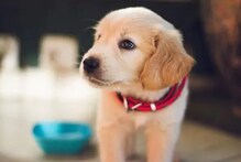 World Dog Day: କୁକୁରଙ୍କୁ ମଣିଷର ସର୍ବୋତ୍ତମ ବନ୍ଧୁ କୁହାଯାଏ; ଜାଣନ୍ତୁ କାହିଁକି