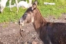 ଗଧ ଘାସ ଖାଉଥିବା ବେଳେ ତା’ ପାଟିରେ ସାପ ପଶିଗଲା; ତା’ ପରେ କ’ଣ ହେଲା ଦେଖନ୍ତୁ VIDEO