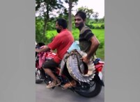 ଗଞ୍ଜାମରେ ୫ ଫୁଟର କୁମ୍ଭୀରକୁ ବାଇକରେ ବୋହି ନେଲେ ଲୋକେ; ଧାନ ବିଲରେ ମିଳିଥିଲା