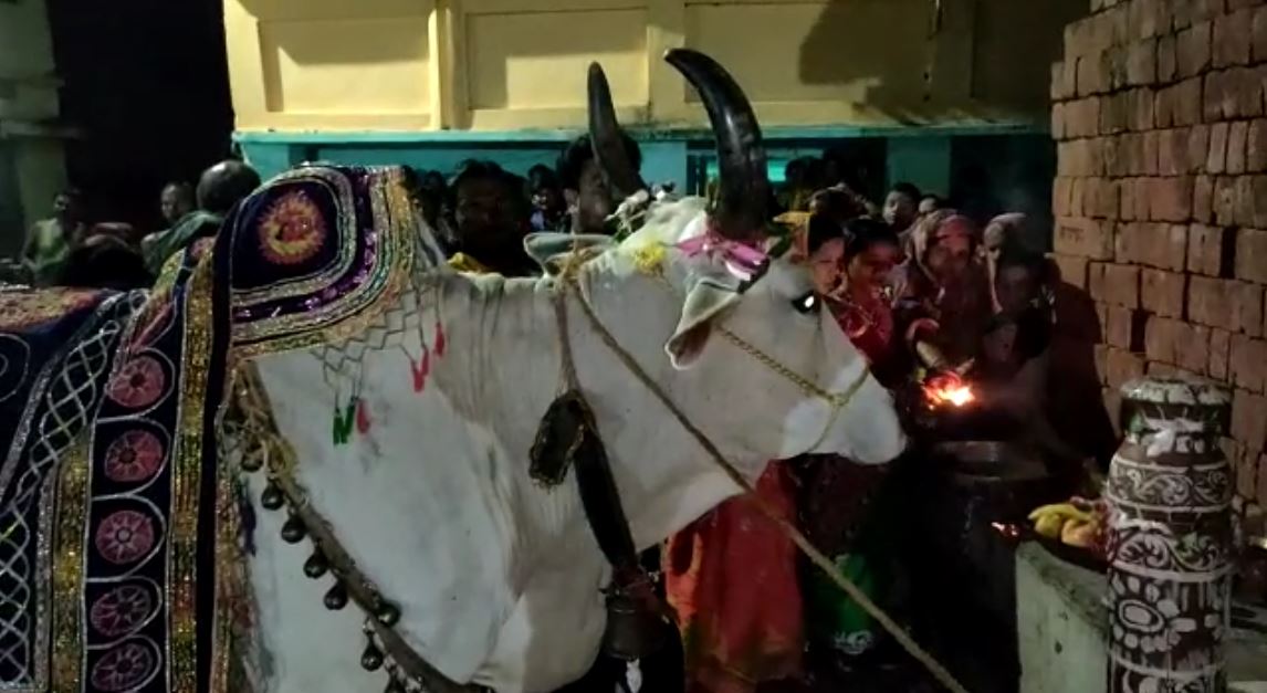 କରୋନା କଟକଣା ମଧ୍ୟରେ ଢେଙ୍କାନାଳ ଜିଲ୍ଲାର ଭୁବନରେ ନିରାଡ଼ମ୍ବରରେ ପାଳିତ ହୋଇଛି ଐତିହାସିକ ବଳଦ ଯାତ୍ରା । ଶହେରୁ ଉର୍ଦ୍ଧ୍ବ ବର୍ଷ ତଳର ଏହି ପାରମ୍ପରିକ ବଳଦ ଯାତ୍ରାରେ ୫୦ଟି ବଳଦ ପରିବର୍ତ୍ତେ ମାତ୍ର ଦୁଇଟି ବଳଦକୁ ସରକାର ଅନୁମତି ଦେଇଥିଲେ । କରୋନା କଟକଣା ମଧ୍ୟରେ ଢେଙ୍କାନାଳ ଜିଲ୍ଲାର ଭୁବନରେ ନିରାଡ଼ମ୍ବରରେ ପାଳିତ ହୋଇଛି ଐତିହାସିକ ବଳଦ ଯାତ୍ରା । ଶହେରୁ ଉର୍ଦ୍ଧ୍ବ ବର୍ଷ ତଳର ଏହି ପାରମ୍ପରିକ ବଳଦ ଯାତ୍ରାରେ ୫୦ଟି ବଳଦ ପରିବର୍ତ୍ତେ ମାତ୍ର ଦୁଇଟି ବଳଦକୁ ସରକାର ଅନୁମତି ଦେଇଥିଲେ ।