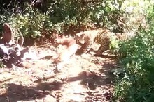 ପୋଷା କୁକୁରକୁ ମାରି ଟାଣିନେଲା ଚିତା ବାଘ; ଭିଡିଓ ଭାଇରାଲ୍ ହେଲା; ଦେଖନ୍ତୁ VIDEO