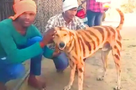 Video - ଅଜବ! ବାଘ ପରି ଦେଖିବାକୁ ଏହି କୁକୁର; ତାକୁ ଦେଖି ଲୋକେ ଭୟରେ ଦୌଡ଼ୁଛନ୍ତି
