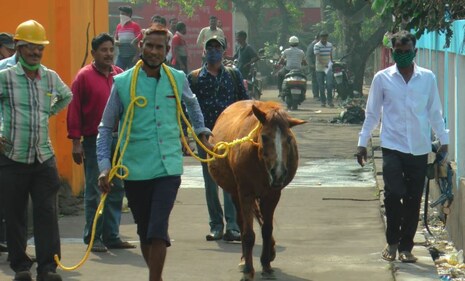 ପାରାଦୀପରେ ଏଣେ ତେଣେ ବୁଲୁଥିବା ଅସହାୟ ଘୋଡ଼ା ଉଦ୍ଧାର ହେଲା; ତାକୁ ଭୁବନେଶ୍ୱର ଅଣାଗଲା