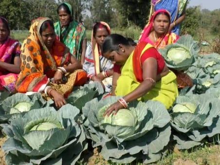 ନିଜ ପରିବା ଖେତରେ ଫଳିଥିବା ବନ୍ଧାକୋବିକୁ ଦେଖୁଛନ୍ତି ମହିଳାମାନେ ।