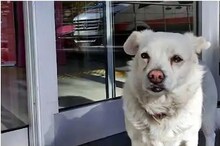 ହସ୍ପିଟାଲରେ ହେଉଥିଲା ମାଲିକର ଚିକିତ୍ସା; ୬ ଦିନ ଯାଏଁ ବାହାରେ ଅପେକ୍ଷା କଲା କୁକୁର